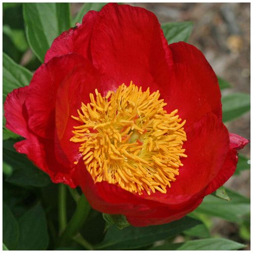 Paeonia Montezuma - Bazsarózsa