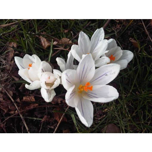 Crocus caspius - Őszi krókusz