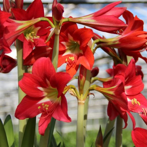 Hippeastrum Striped Garden - Amarillisz