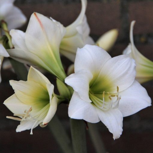 Hippeastrum White Garden - Amarillisz