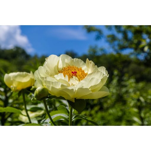 Paeonia Lemon Chiffon (2/3) - Bazsarózsa