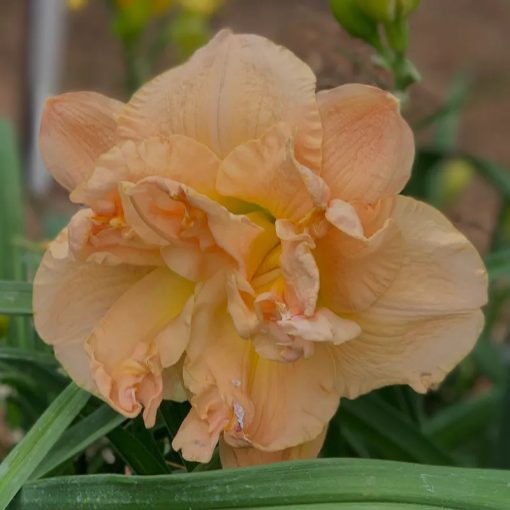 Hemerocallis Pumpkin Giant - Sásliliom