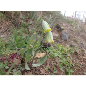 Fritillaria bithynica