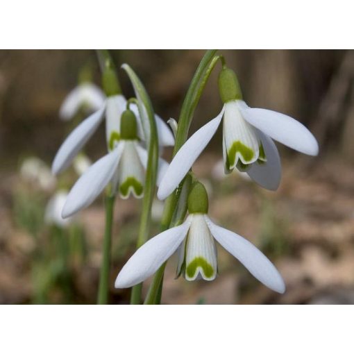 Galanthus reginae-olgae - Hóvirág