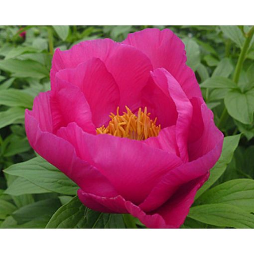 Paeonia Birthday (2/3) - Bazsarózsa