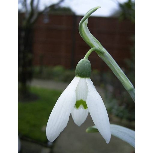 Galanthus Marjorie Brown - Hóvirág