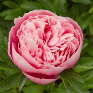 Paeonia Etched Salmon - Bazsarózsa