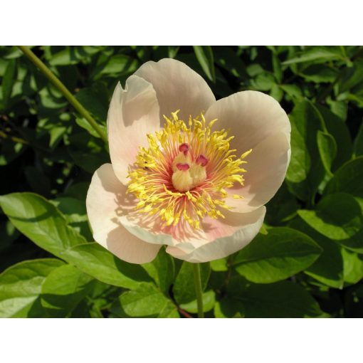 Paeonia Apricot Queen - Bazsarózsa