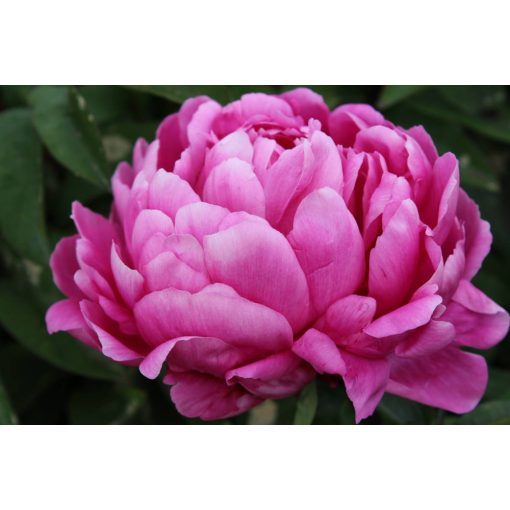 Paeonia Mme Jules Berthier - Bazsarózsa