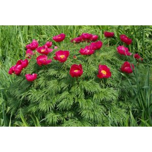 Paeonia tenuifolia - Kaporlevelű bazsarózsa