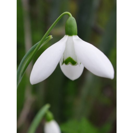 Galanthus Mrs MacNamara - Hóvirág