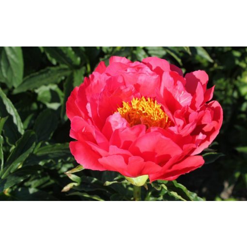 Paeonia Coral Magic - Bazsarózsa