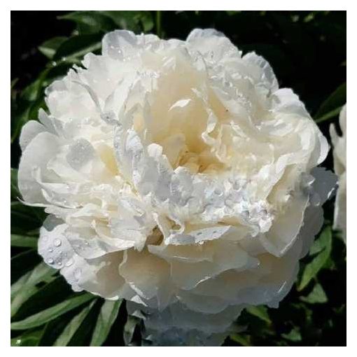 Paeonia Puffed Cotton - Bazsarózsa