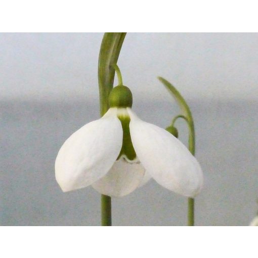 Galanthus Melanie Broughton - Hóvirág