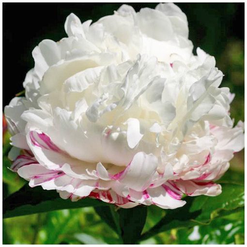 Paeonia Eskimo Pie - Bazsarózsa