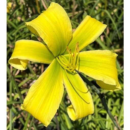 Hemerocallis Grapefruit Apple - Sásliliom