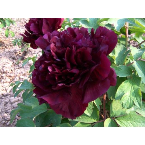 Paeonia Black Star - Bazsarózsa