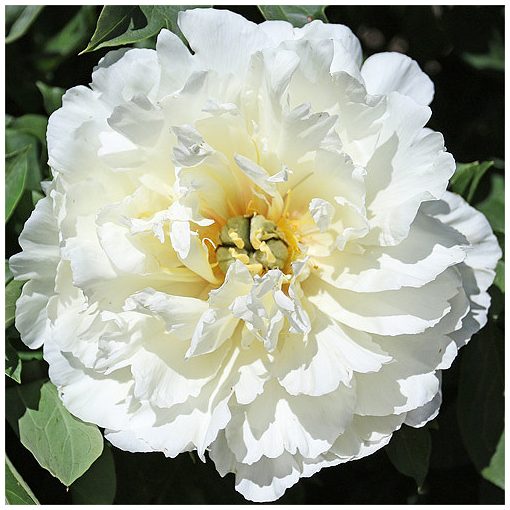 Paeonia Itoh White Emperor - Bazsarózsa