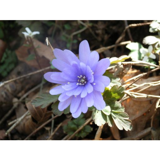 Anemone pseudoaltaica Double Blue Form - Szellőrózsa