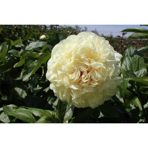 Paeonia Blonde Vision - Bazsarózsa