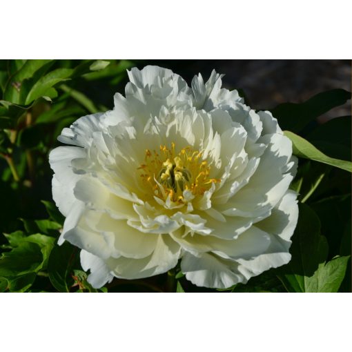 Paeonia Itoh White Heaven - Bazsarózsa