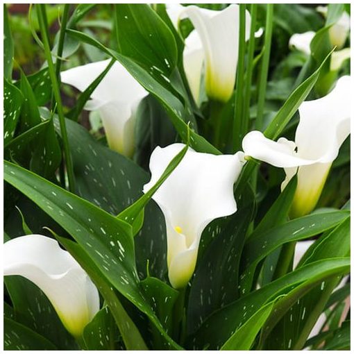 Zantedeschia White Art (14/+) - Kála