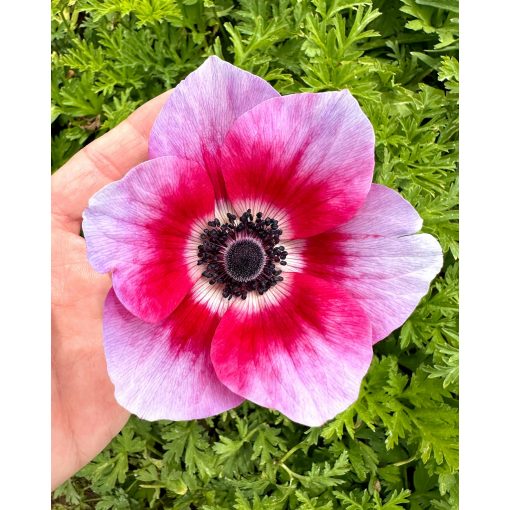 Anemone coronaria Rainbow Jaguar - Koronás szellőrózsa