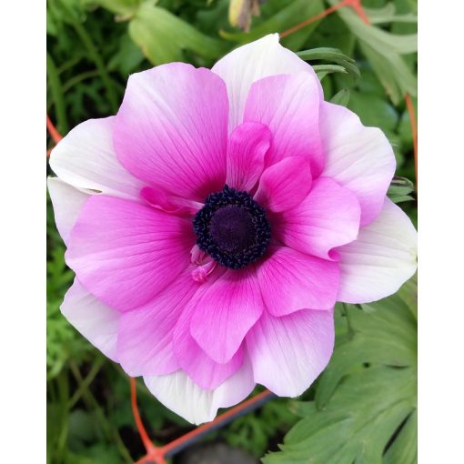 Anemone coronaria Rainbow Pink & White - Koronás szellőrózsa