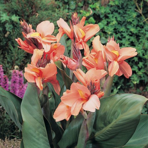 Canna Tropical Sunrise (I.) - Kannavirág