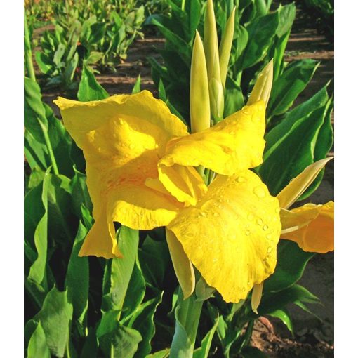 Canna Yellow Futurity (I.) - Kannavirág