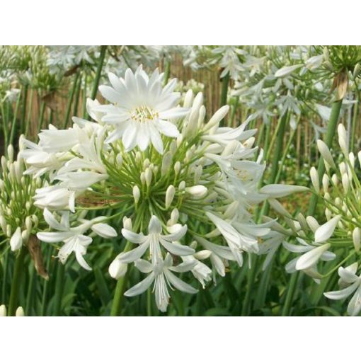 Agapanthus umbellatus Alba (I.) - Szerelemvirág