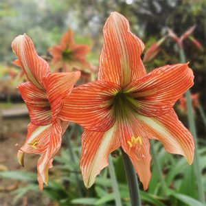 Hippeastrum Bengal Tiger (I.) - Amarillisz