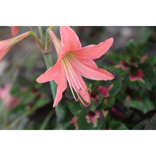 Hippeastrum equestre (8/+) - Amarillisz