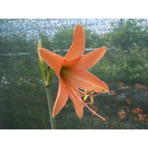 Hippeastrum roseum (8/+) - Amarillisz