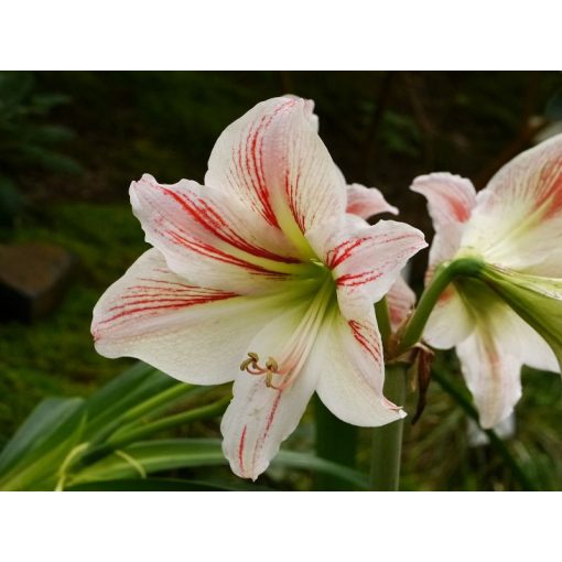 Hippeastrum vittatum (8/+) - Amarillisz