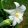 Lilium longiflorum (I.) - Liliom