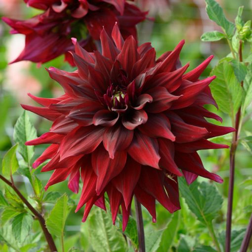 Dahlia Brigitta Alida (I.) - Dália