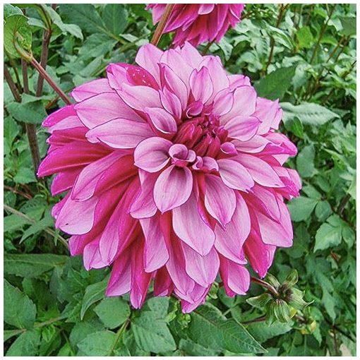 Dahlia Cranberry Classic (I.) - Dália