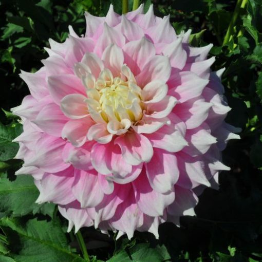 Dahlia Gitts Perfection (I.) - Dália