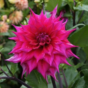 Dahlia Jocondo (I.) - Dália