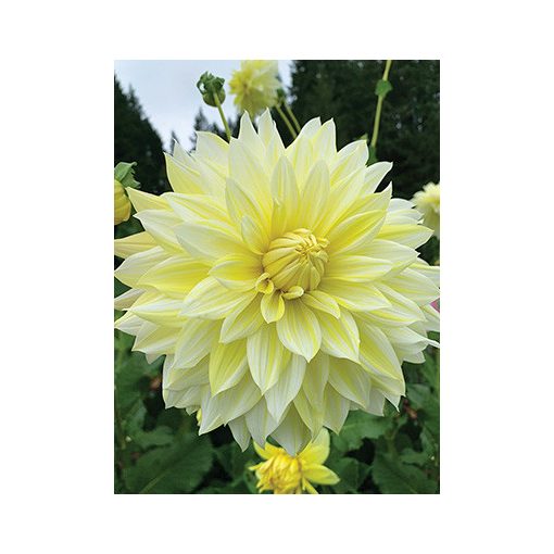 Dahlia La Luna (I.) - Dália