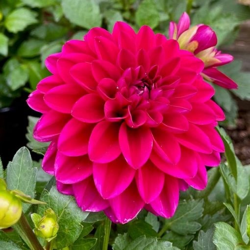 Dahlia Purple World (I.) - Dália