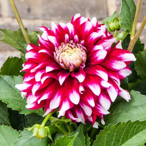 Dahlia Verdi (I.) - Dália