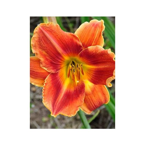 Hemerocallis Avant Garde - Sásliliom