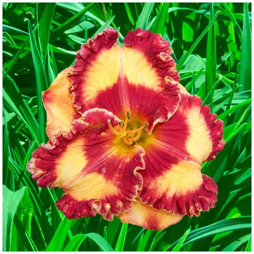 Hemerocallis Band of Fire - Sásliliom