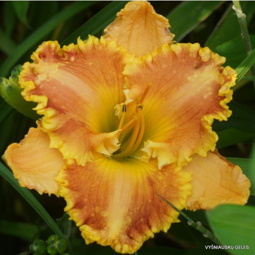 Hemerocallis Bass Gibbon - Sásliliom