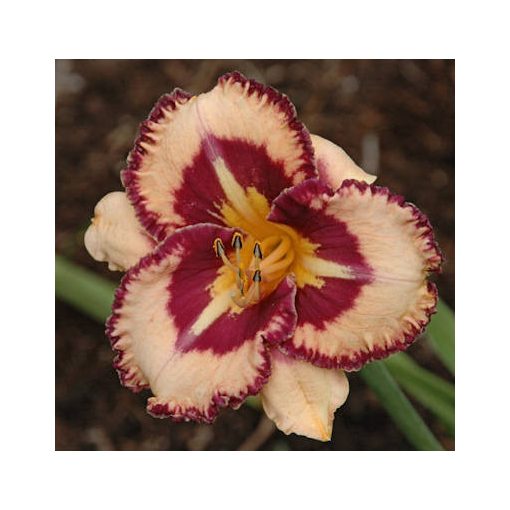 Hemerocallis Billy The Kid - Sásliliom