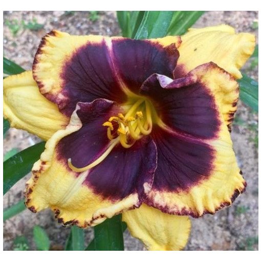 Hemerocallis Black Sheep - Sásliliom