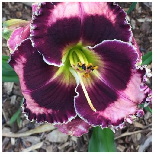 Hemerocallis Blueberry Dream - Sásliliom