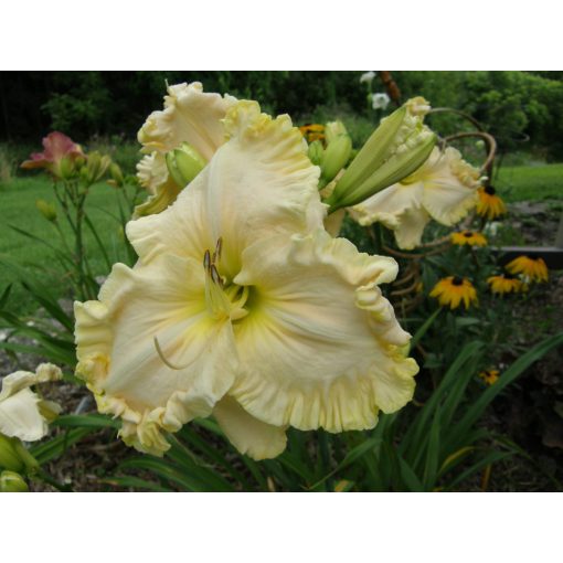 Hemerocallis Boundless Beauty - Sásliliom